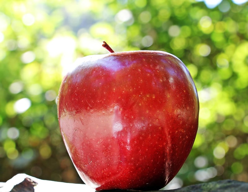 Apple Harvest