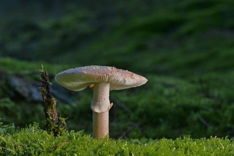 Fungus Gnats